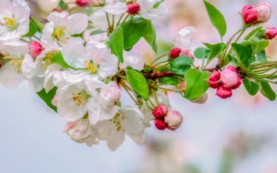 LADIES’ SPRING LUNCH 2020