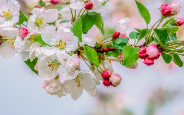 LADIES’ SPRING LUNCH 2020